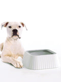 Pet Water Bowl , Dog and Cat Water Bowl,White Pet Float Bowl Non-Spill Water Dispenser Cat/Dog Drinking Machine Pet Supplies,Dog Water Bowl Non Spill,  Pet Water Bowl No Drip Slow Water Feeder
